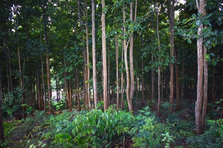 Bougainvillea Retreat & Spa Kaharpara 외부 사진